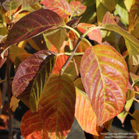Almanac Planting Co: Close-up of Sugar Shack® 2.0 Buttonbush foliage showing burgundy, red and orange fall color