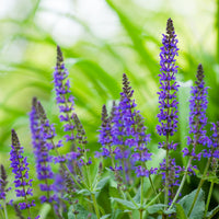 Almanac Planting Co: Salvia nemorosa ‘May Night’ deep violet-blue flower spikes in full bloom