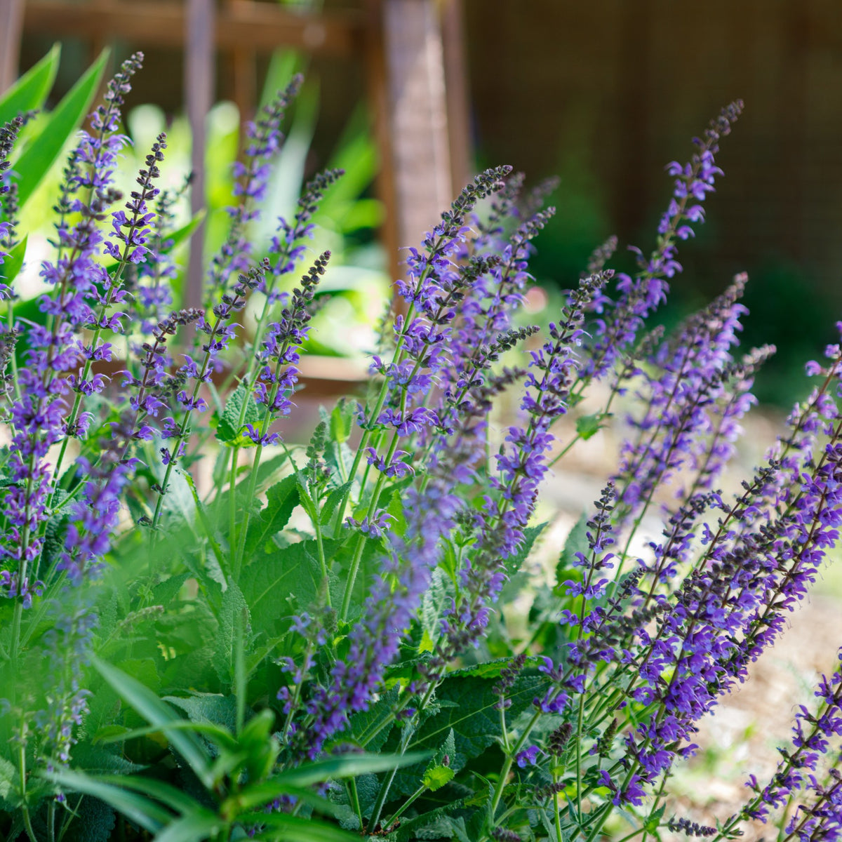 Almanac Planting Co: Salvia nemorosa ‘May Night’ perennial sage growing in a sunny garden bed