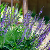 Almanac Planting Co: Salvia nemorosa ‘May Night’ perennial sage growing in a sunny garden bed