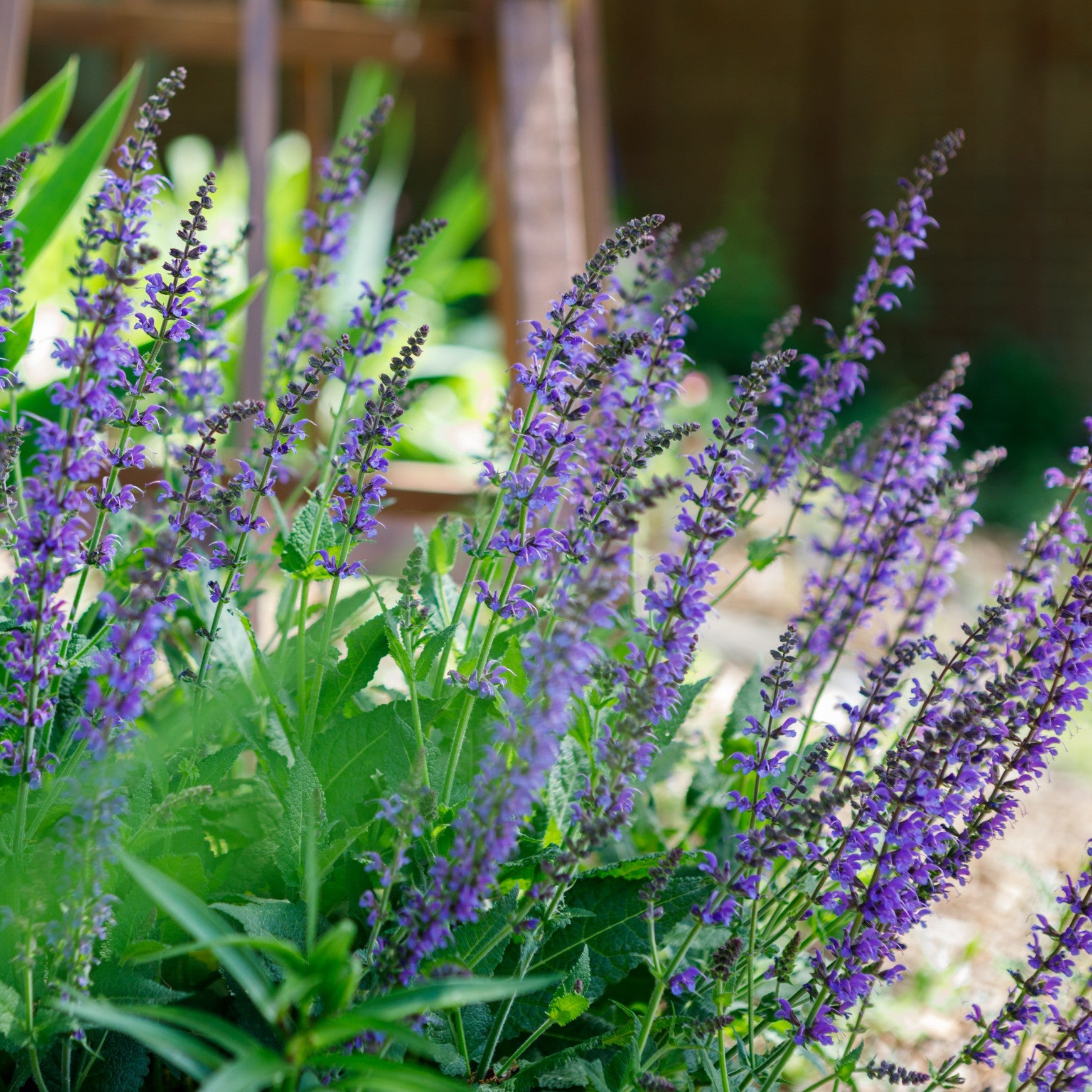 Almanac Planting Co: Salvia nemorosa ‘May Night’ perennial sage growing in a sunny garden bed