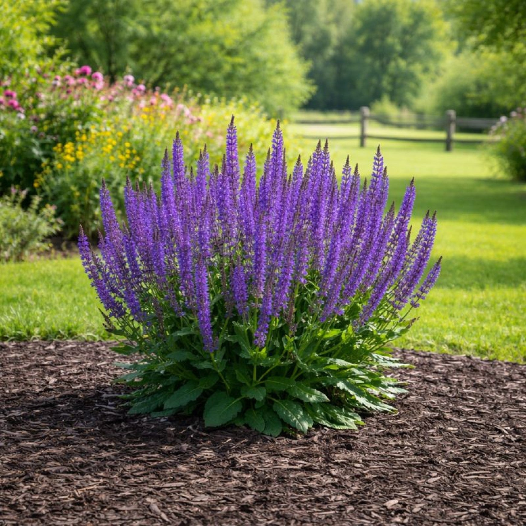 Almanac Planting Co: Salvia ‘May Night’ mature upright habit with dense purple blooms