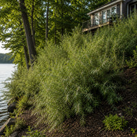 Sandbar Willow