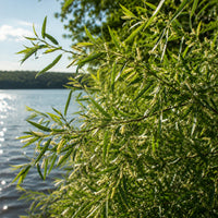 Sandbar Willow