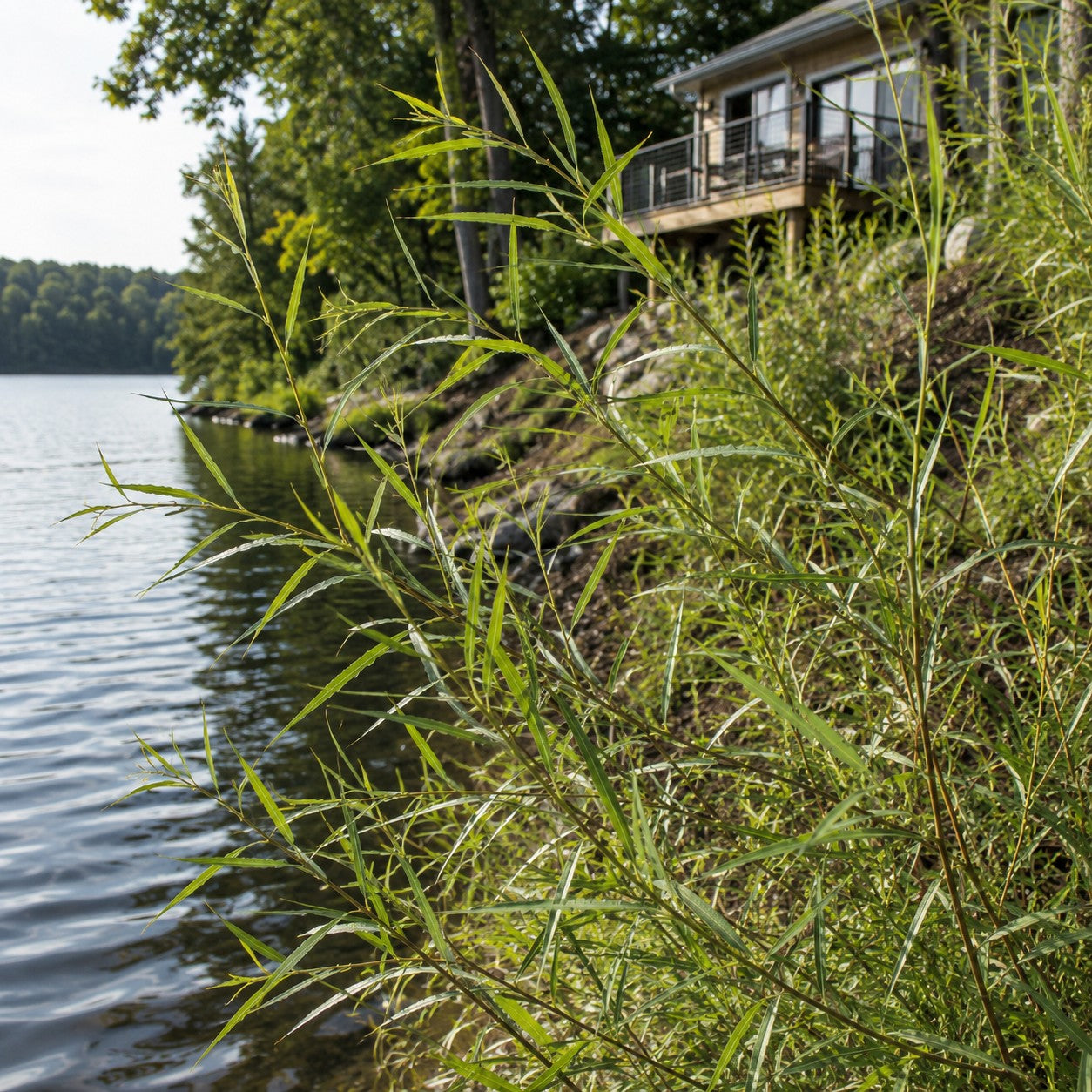 Sandbar Willow