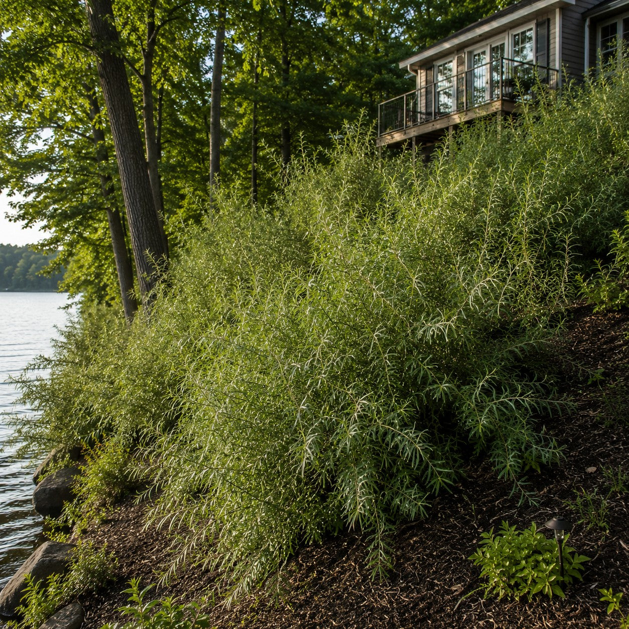 Sandbar Willow