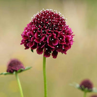 Almanac Planting Co: Showcasing the elegant silhouette of Scabiosa 'Black Knight', this image captures the velvety, dark maroon blooms standing tall against a soft, blurred background. Perfect for creating a sophisticated look in flower beds, borders, and floral designs.