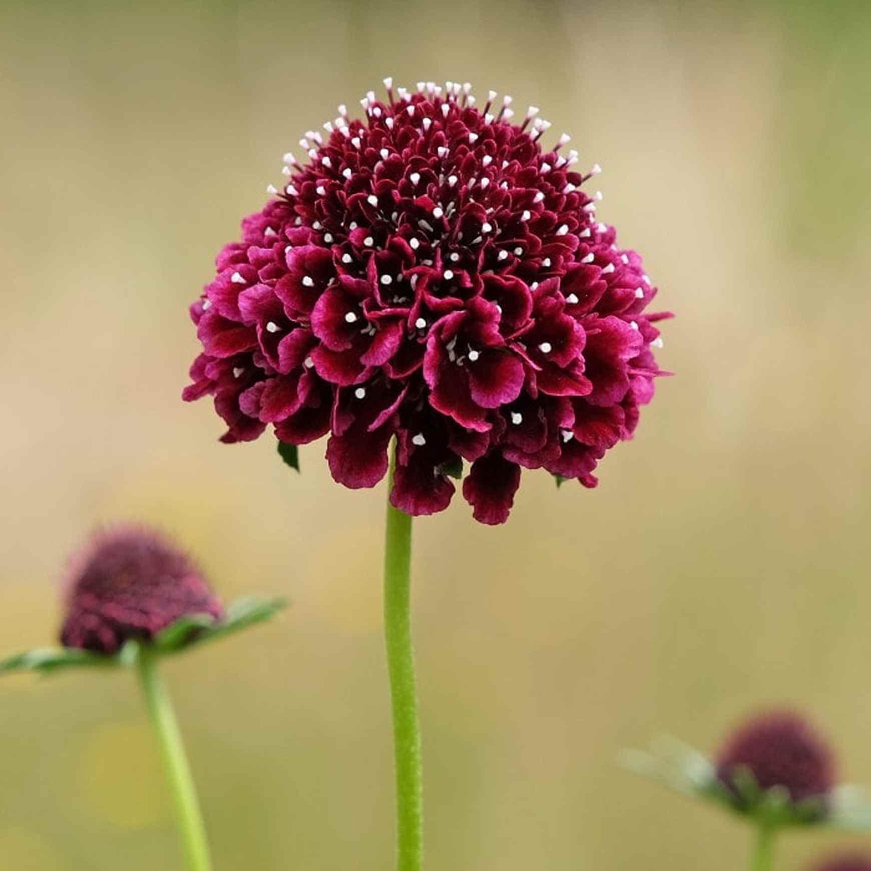 Almanac Planting Co: Showcasing the elegant silhouette of Scabiosa 'Black Knight', this image captures the velvety, dark maroon blooms standing tall against a soft, blurred background. Perfect for creating a sophisticated look in flower beds, borders, and floral designs.