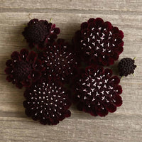 Almanac Planting Co: A dramatic close-up of Scabiosa 'Black Knight' flowers, highlighting the deep burgundy to nearly black petals accented with tiny white-tipped stamens. These striking blooms are ideal for gardeners looking to add bold color and unique texture to summer gardens or cut flower arrangements.
