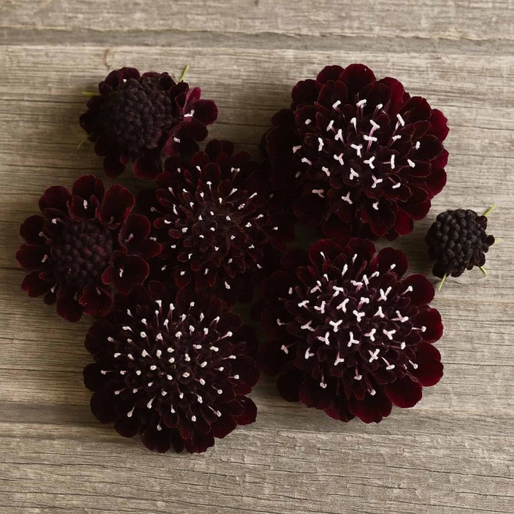 Almanac Planting Co: A dramatic close-up of Scabiosa 'Black Knight' flowers, highlighting the deep burgundy to nearly black petals accented with tiny white-tipped stamens. These striking blooms are ideal for gardeners looking to add bold color and unique texture to summer gardens or cut flower arrangements.
