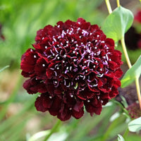 Almanac Planting Co: A vibrant garden shot of Scabiosa 'Black Knight' in full bloom, revealing the richly colored petals and contrasting delicate centers. These long-lasting flowers bring a moody, romantic touch to gardens and make outstanding additions to fresh bouquets.