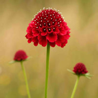 Almanac Planting Co: Highlight the elegance of a single Scabiosa 'Fire King' flower standing tall against a soft, natural background. Its intense red petals and delicate white tips bring refined drama to borders, cottage gardens, and cut flower arrangements.
