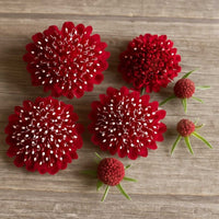 Almanac Planting Co: A detailed display of Scabiosa 'Fire King' blooms and buds, perfect for those seeking richly colored flowers with beautiful texture. These captivating pincushion flowers are a top choice for fresh bouquets and lively summer landscapes.