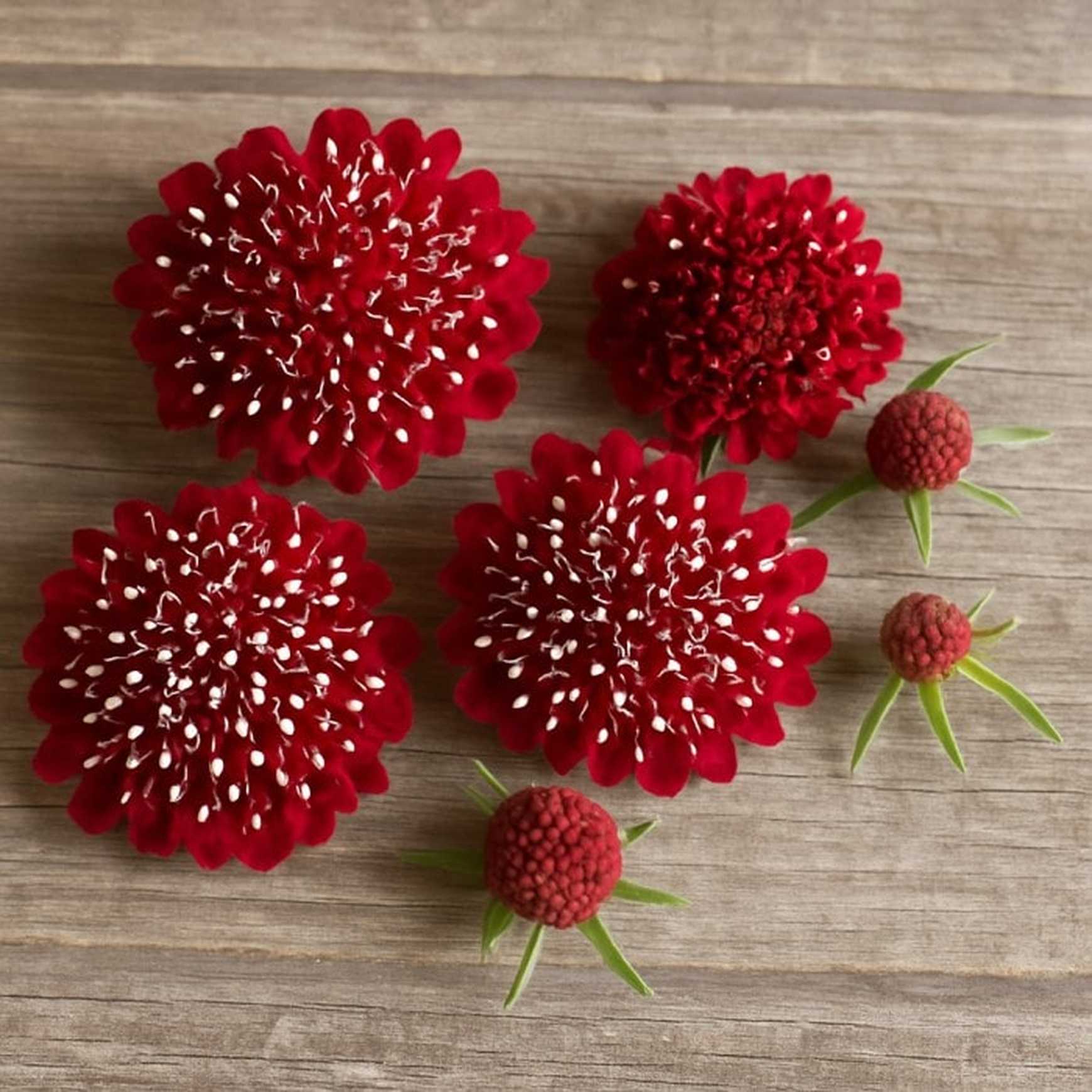 Almanac Planting Co: A detailed display of Scabiosa 'Fire King' blooms and buds, perfect for those seeking richly colored flowers with beautiful texture. These captivating pincushion flowers are a top choice for fresh bouquets and lively summer landscapes.