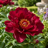 Almanac Planting Co: Close-up of Scarlet Heaven Itoh Peony showing a deep scarlet-red flower with a prominent golden center