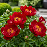 Almanac Planting Co: Close-up of Scarlet Heaven Itoh Peony red flower cluster with a bee feeding on one golden-centered bloom