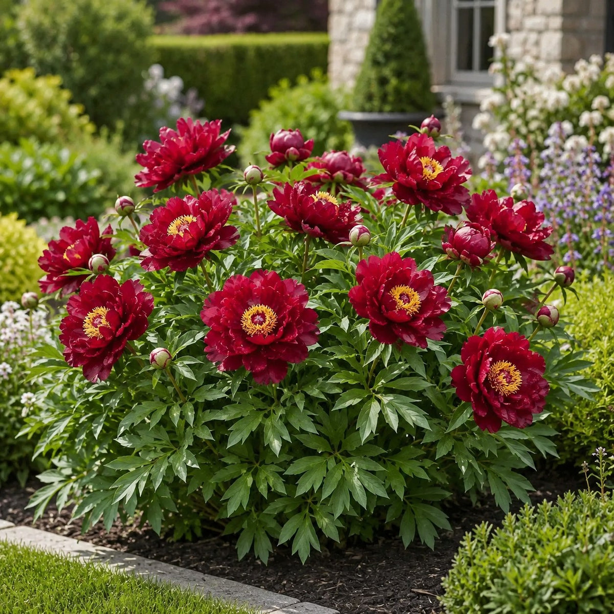 Almanac Planting Co: Scarlet Heaven Itoh Peony covered in vivid scarlet-red flowers and buds in an upscale perennial garden