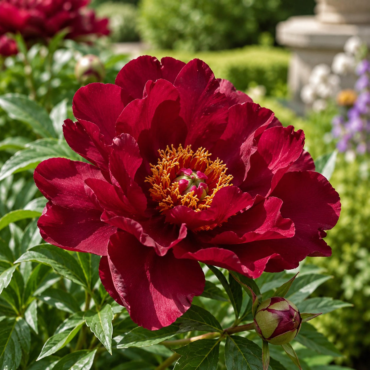 Almanac Planting Co: Close-up of Scarlet Heaven Itoh Peony showing a deep scarlet-red flower with a prominent golden center