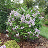 Almanac Planting Co: Scentara® Double Blue Lilac shrub in bloom with dense lavender-blue flower clusters