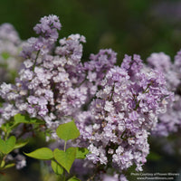 Almanac Planting Co: Scentara® Double Blue Lilac spring flowers with classic lilac form and rich color