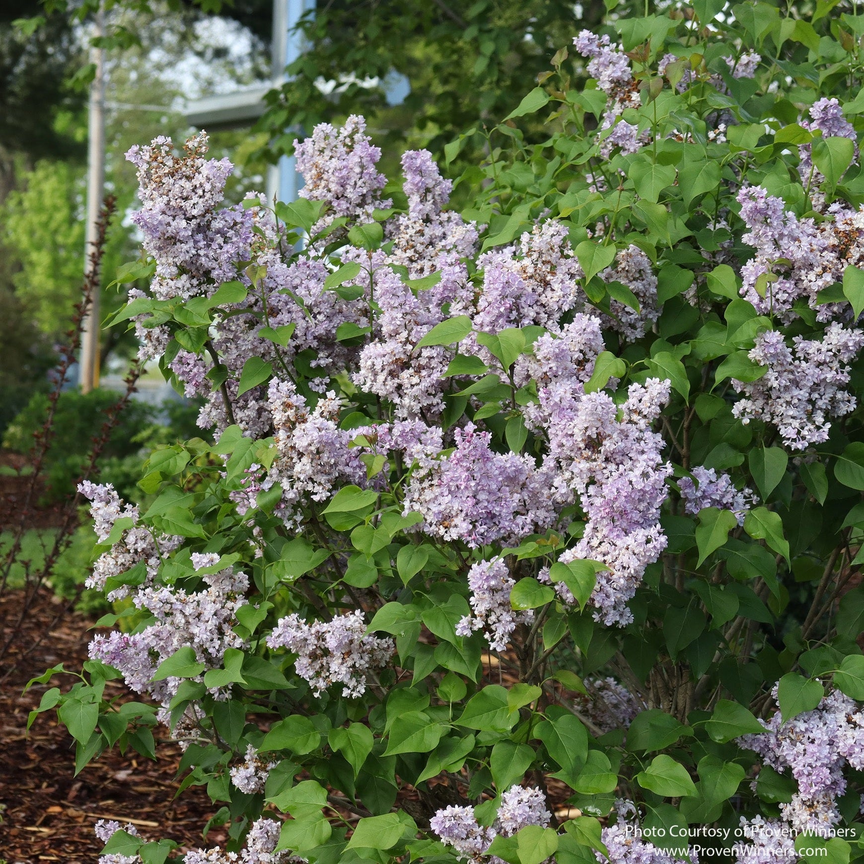 Almanac Planting Co: Scentara® Double Blue Lilac used as a flowering focal shrub in landscape planting