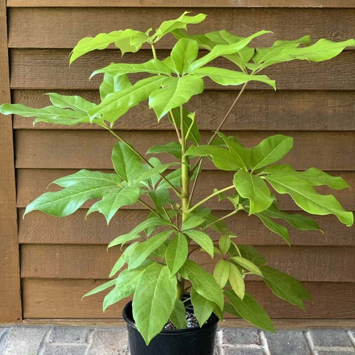 Almanac Planting Co Schefflera actinophylla 'Amate® Soleil' in a 2 gallon grow pot against a brown, wooden wall.