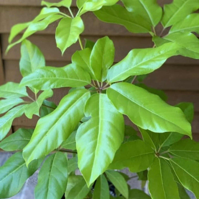 schefflera amate vs arboricola Schefflera actinophylla 'Amate® Soleil'