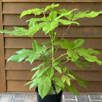 Almanac Planting Co Schefflera actinophylla 'Amate® Soleil' in a 2 gallon grow pot against a brown, wooden wall.