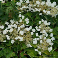 Flirty Girl® False Hydrangea-Vine