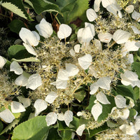 Flirty Girl® False Hydrangea-Vine