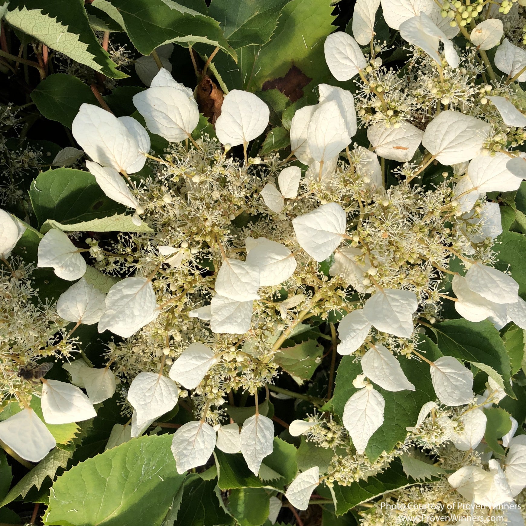 Flirty Girl® False Hydrangea-Vine