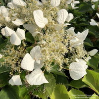Flirty Girl® False Hydrangea-Vine