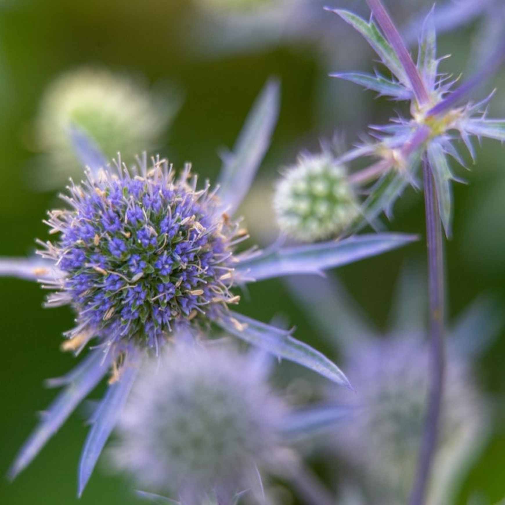 Blue Glitter Sea Holly