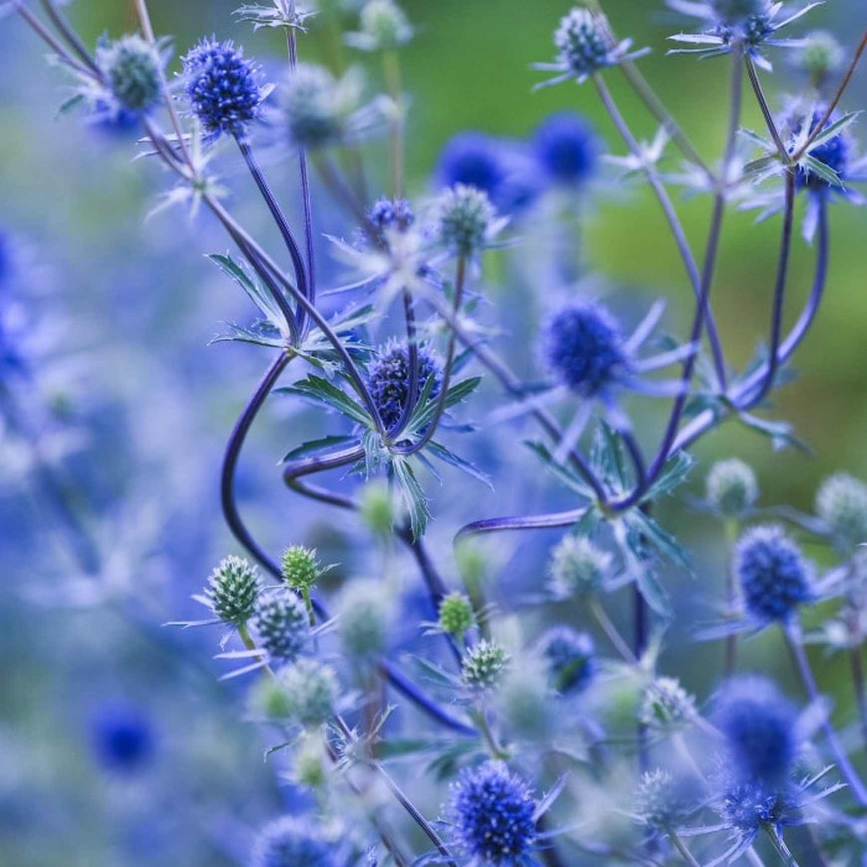 Almanac Planting Co Blue Glitter Sea Holly (Eryngium planum 'Blue Glitter'). A bunch of vivid blue flowers with a green background.