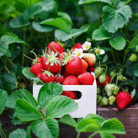 Seascape Strawberry