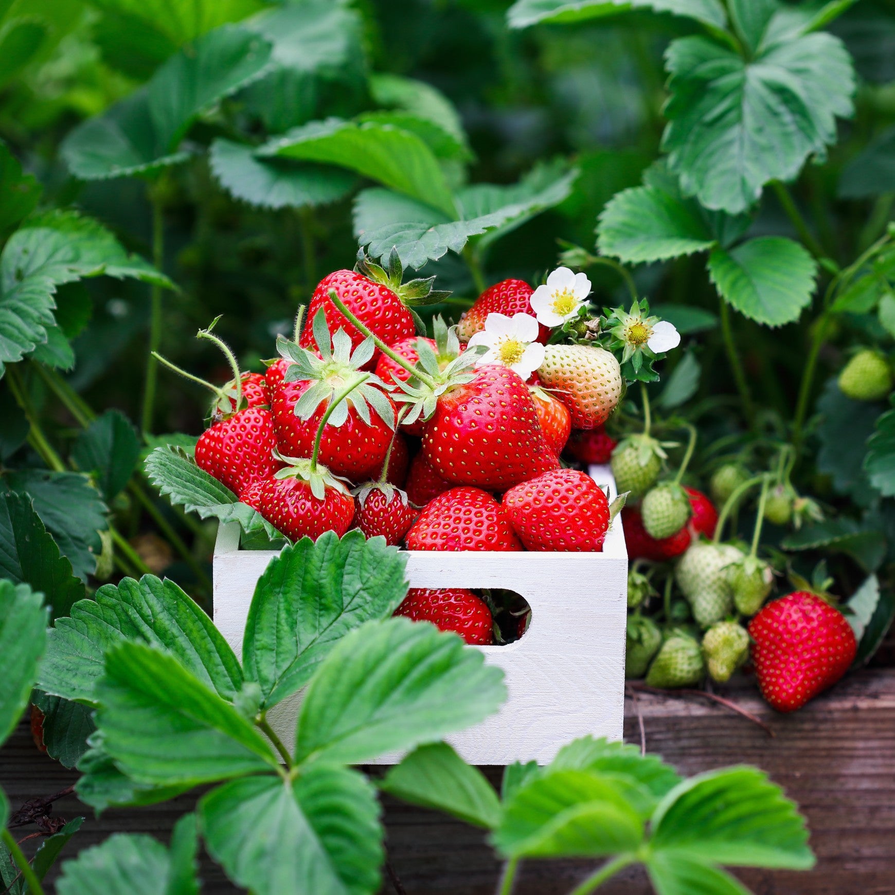 Seascape Strawberry