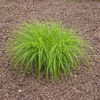 Shallow Sedge