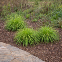 Shallow Sedge