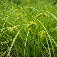 Shallow Sedge