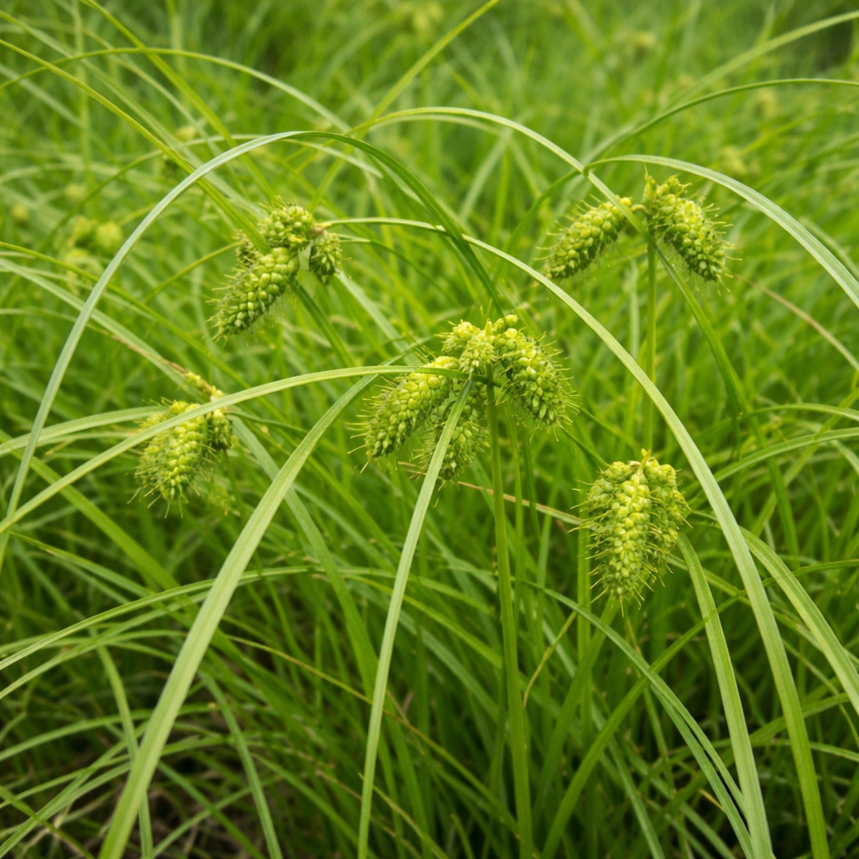 Shallow Sedge