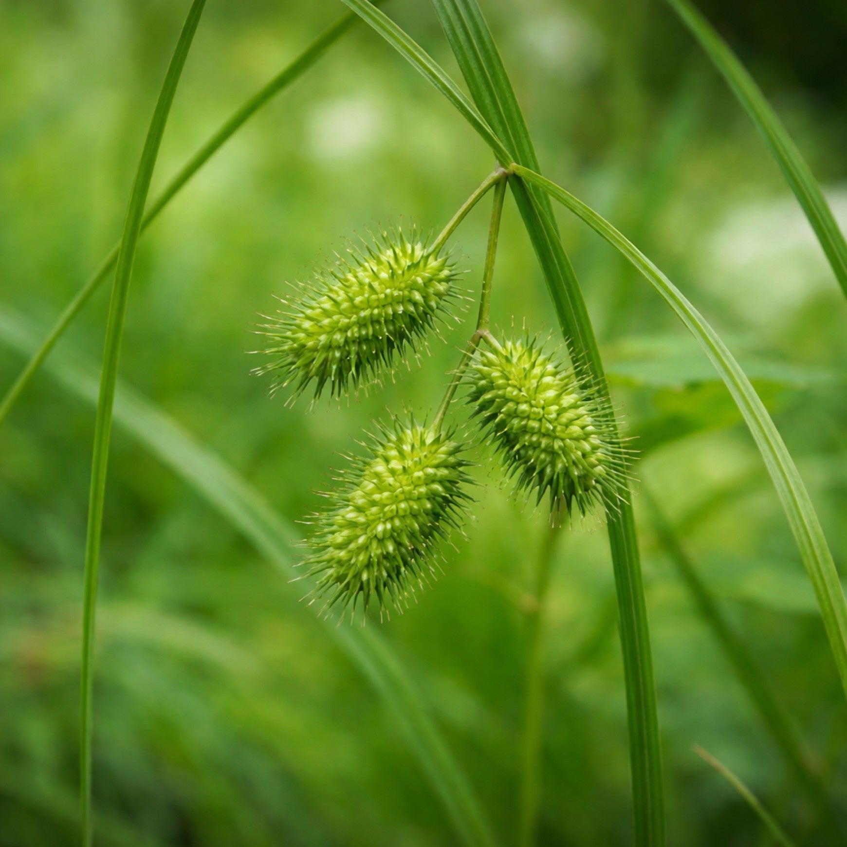 Shallow Sedge