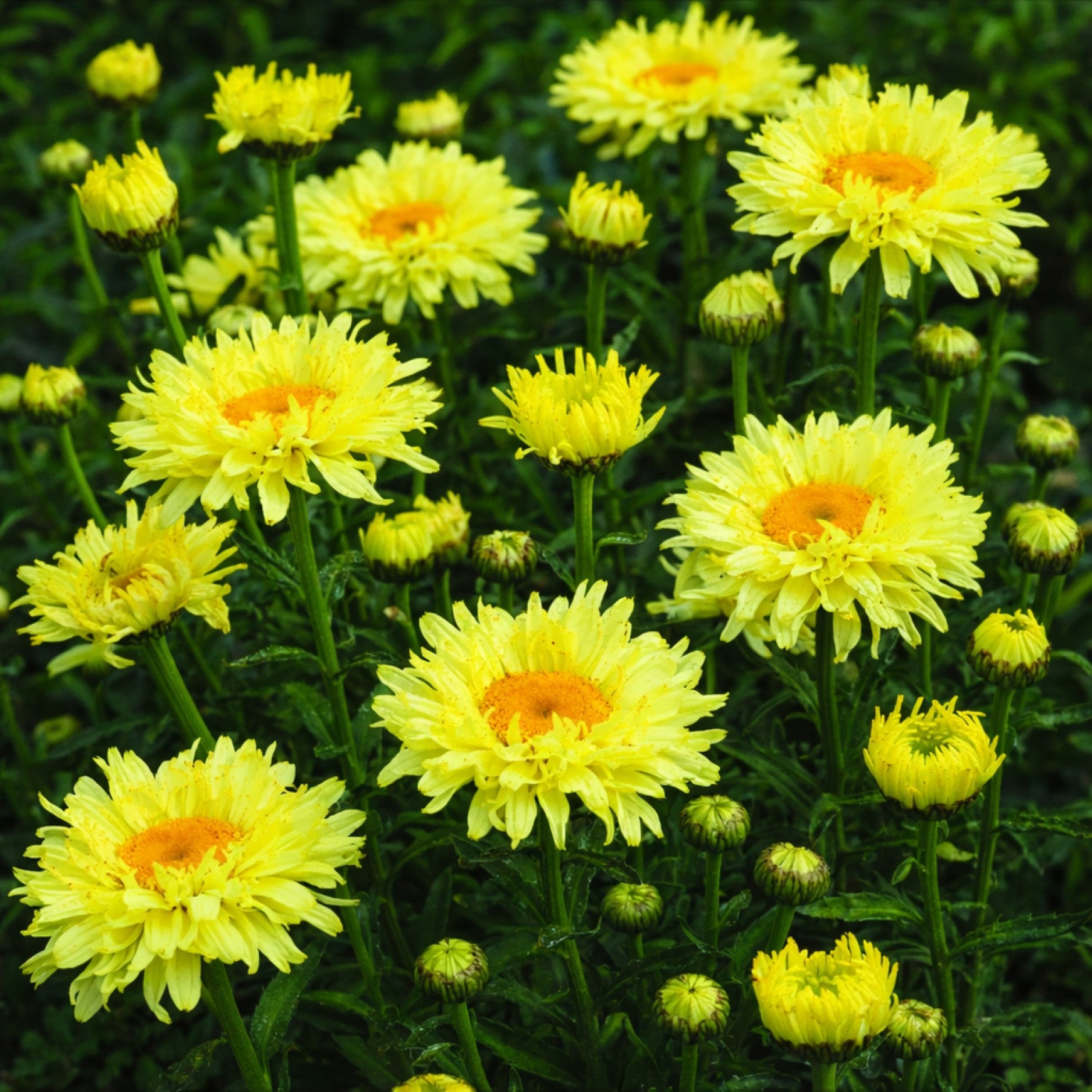 Almanac Planting Co: Shasta Daisy ‘Goldfinch’ pale yellow daisy flowers blooming in dense garden planting