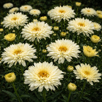 Almanac Planting Co: Leucanthemum ‘Goldfinch’ Shasta Daisy creamy yellow blooms with golden centers in summer garden