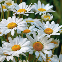 Almanac Planting Co: Shasta Daisy ‘Lucille Chic’ in bloom with white petals and yellow centers in a sunny garden setting