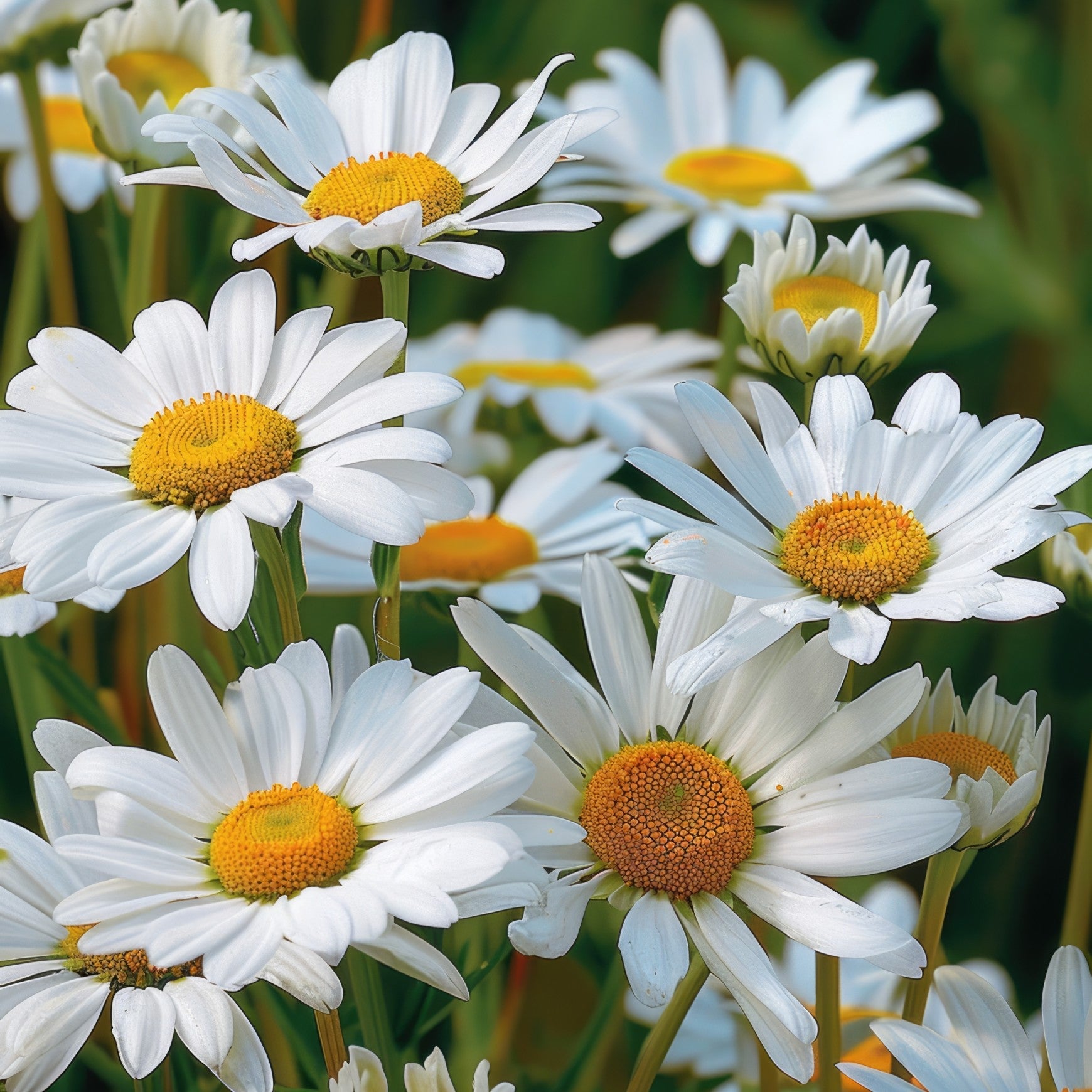 Almanac Planting Co: Shasta Daisy ‘Lucille Chic’ in bloom with white petals and yellow centers in a sunny garden setting