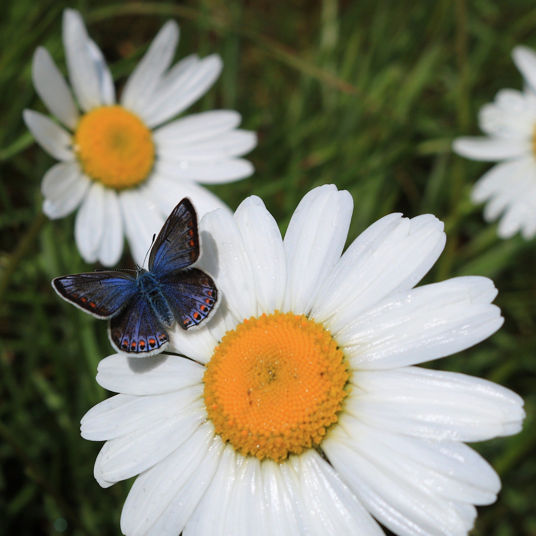 Almanac Planting Co: close-up of Shasta Daisy ‘Lucille Chic’ flowers with a butterfly visiting the yellow centers