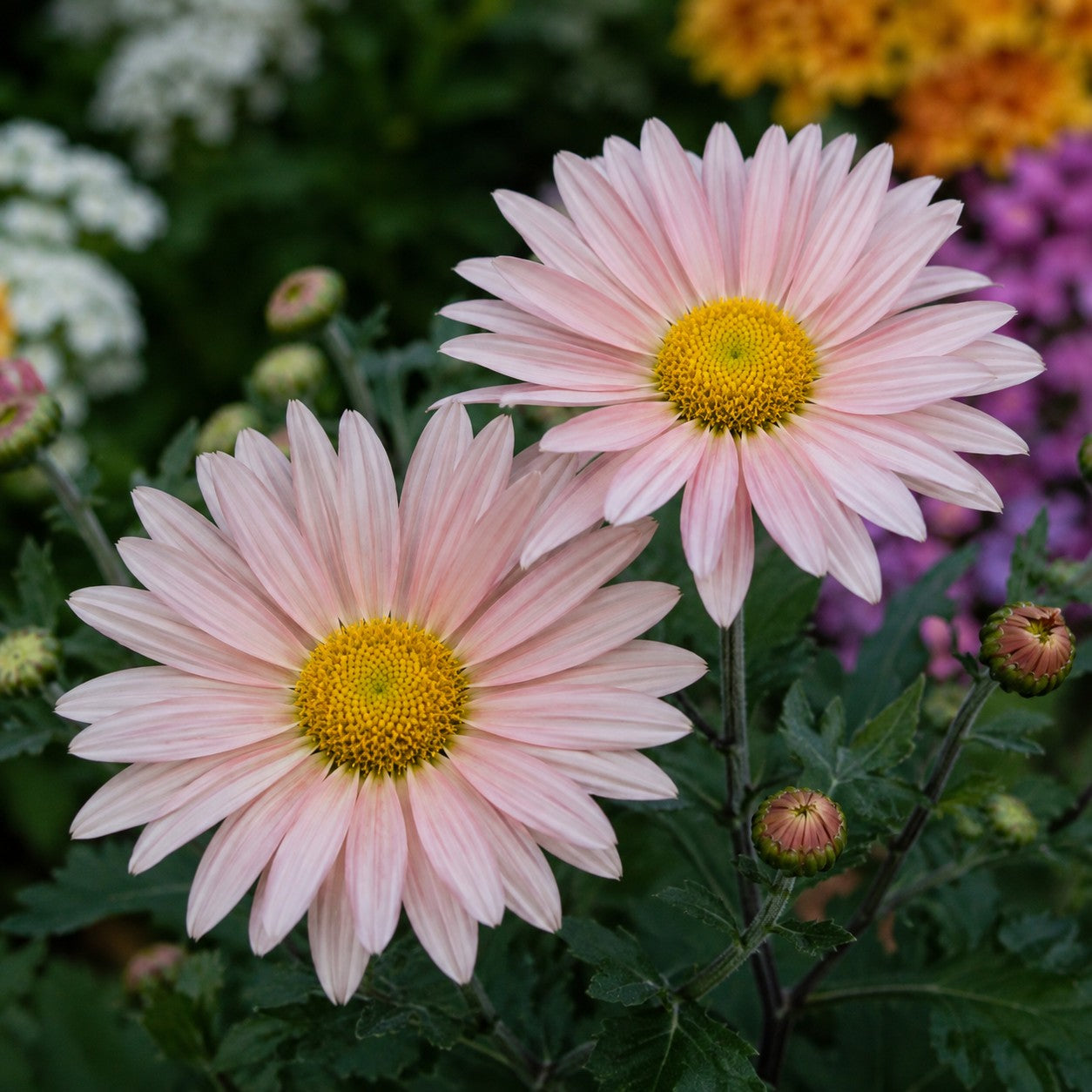 Almanac Planting Co: Close-up of Sheffield Pink Hardy Mum showing two pale pink flowers with bright golden-yellow centers