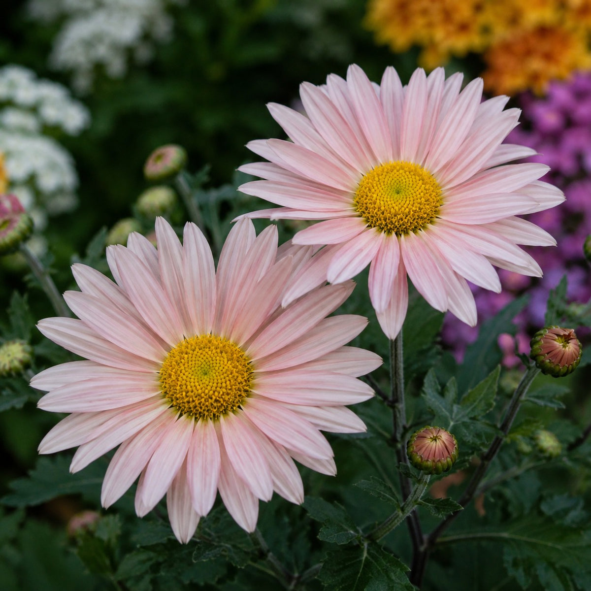 Almanac Planting Co: Close-up of Sheffield Pink Hardy Mum showing two pale pink flowers with bright golden-yellow centers