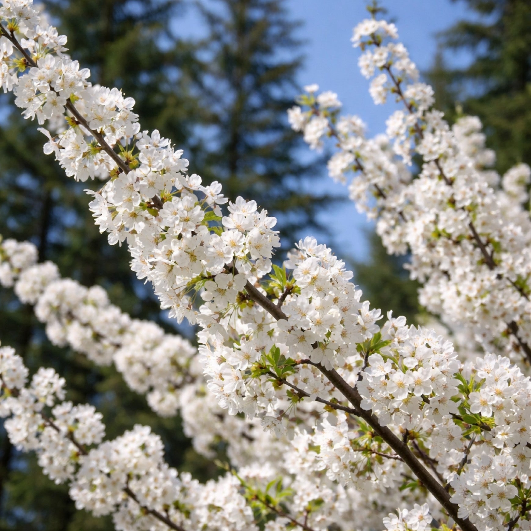 Almanac Planting Co: White spring blossoms on a Crimson Passion shrub cherry branch during bloom