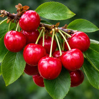Almanac Planting Co: Close-up of ripe red cherries hanging on a Cutie Pie shrub cherry branch